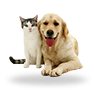 Animale de companie