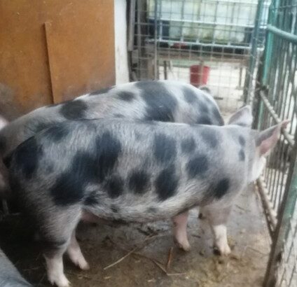 Vand porci de carne crescuti natural cu porumb si faina de porumb