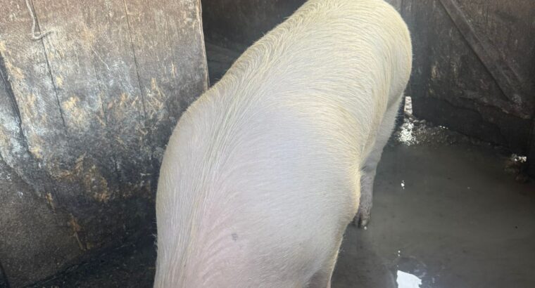 Porc pentru sacrificat