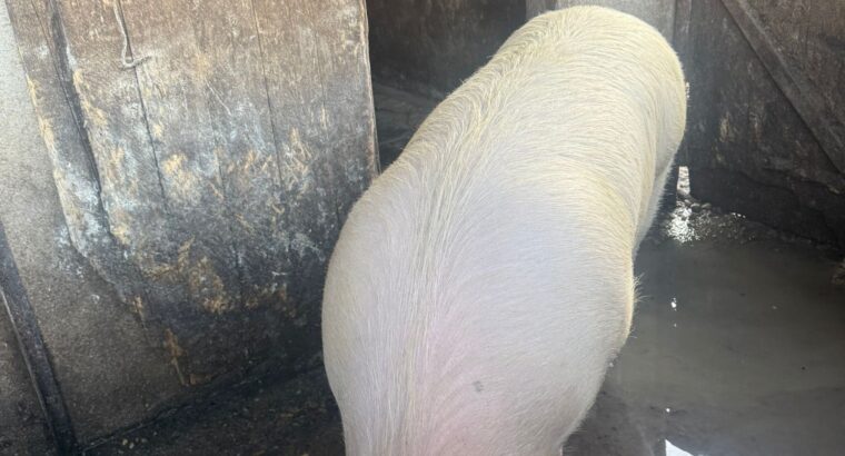 Porc pentru sacrificat