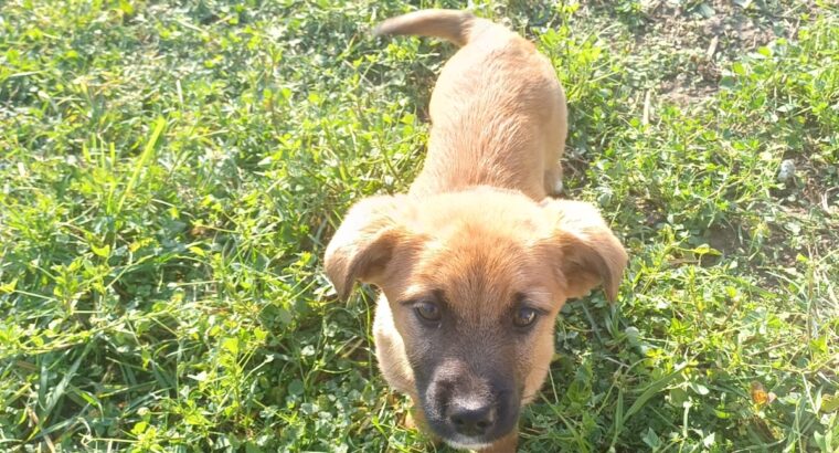 Cățelușă adorabilă caută o casă iubitoare!