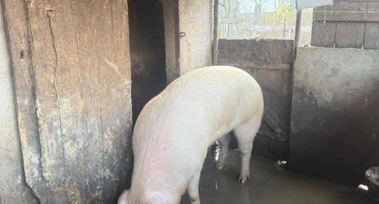 Porc pentru sacrificat