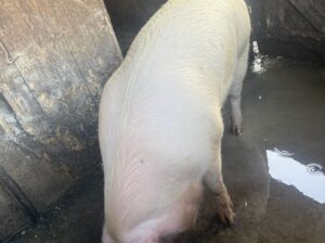 Porc pentru sacrificat