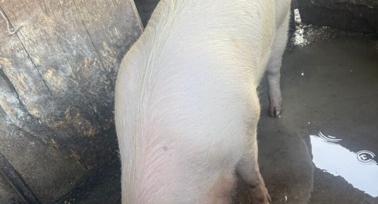 Porc pentru sacrificat